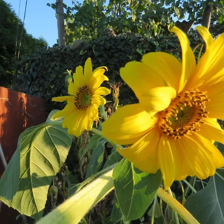 Paco De Pombeiro - Turismo De Habitacao בית הארחה