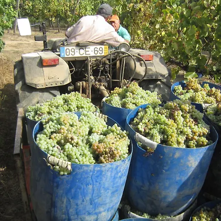 Paco De Pombeiro - Turismo De Habitacao