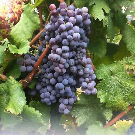 Casa de hóspedes Paco De Pombeiro - Turismo De Habitacao 4*