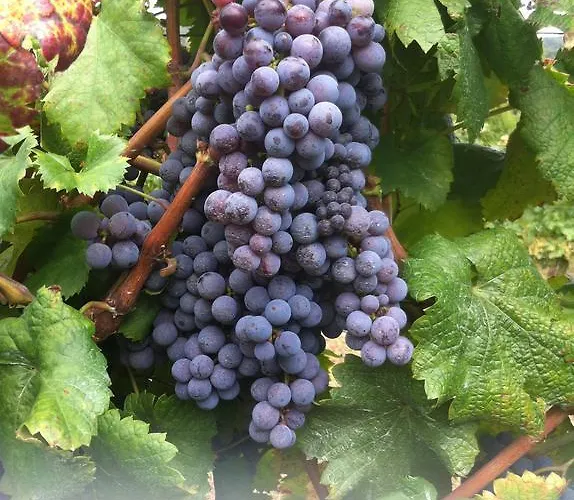 Gæstehus Paco De Pombeiro - Turismo De Habitacao 4*